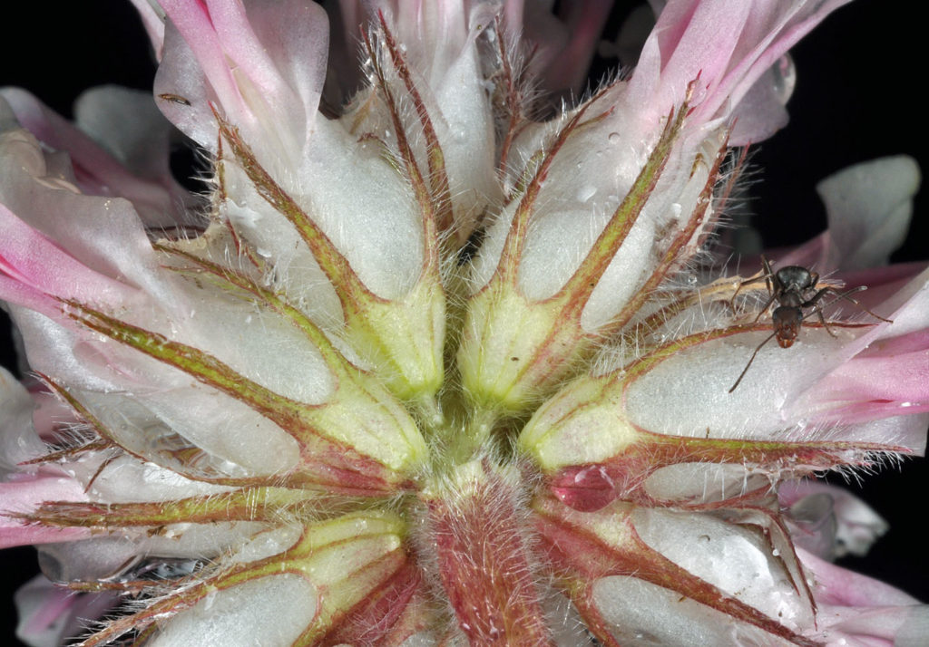 Flora of Eastern Washington Image: Trifolium macrocephalum zoom in on center of flower