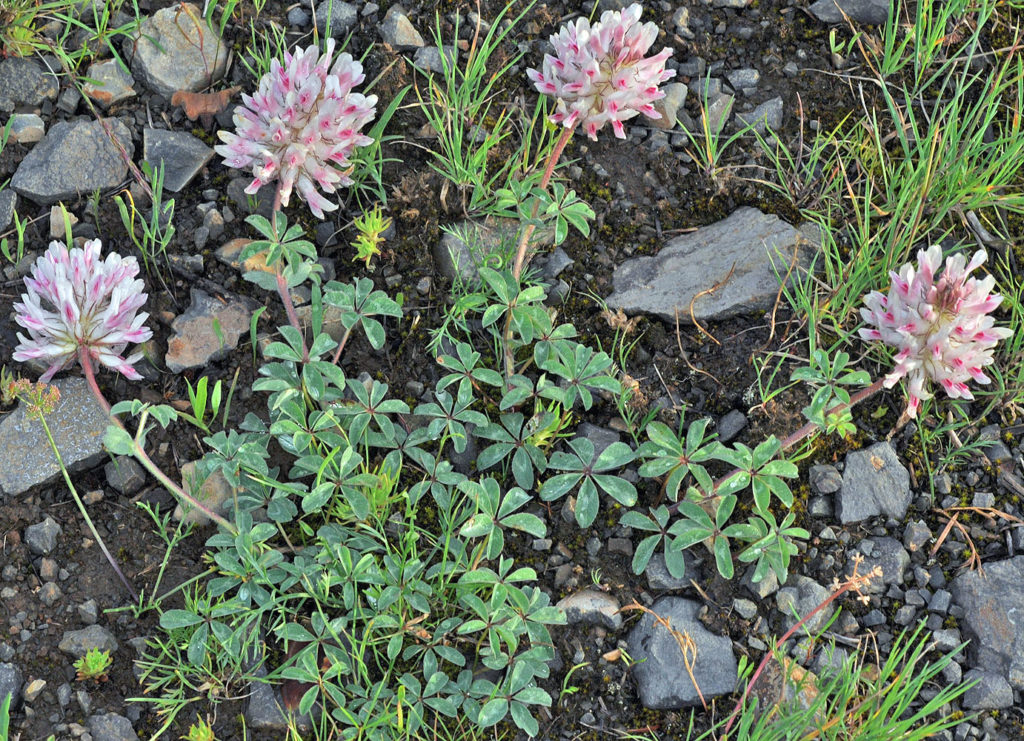 Flora of Eastern Washington Image: Trifolium macrocephalum full plant in nature close up