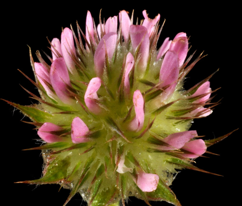 Flora of Eastern Washington Image: Trifolium microcephalum zoomed in on petals and bud