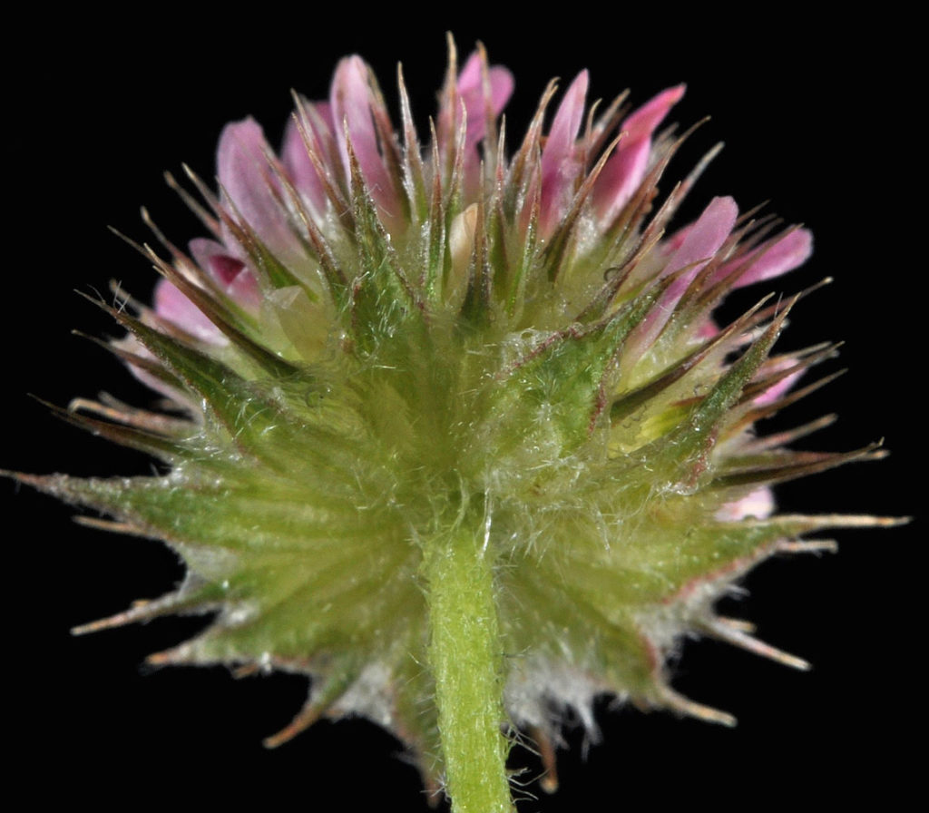 Flora of Eastern Washington Image: Trifolium microcephalum behind of flower bud