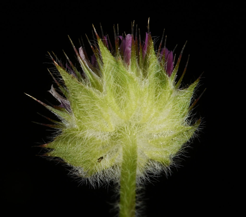 Flora of Eastern Washington Image: Trifolium microcephalum underside of flower bud