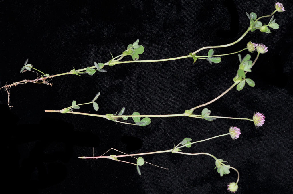 Flora of Eastern Washington Image: Trifolium microcephalum side view of stem and leaves