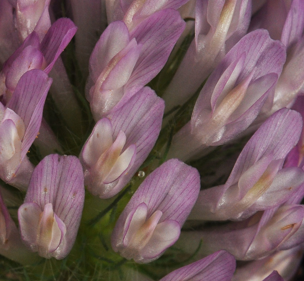 Flora of Eastern Washington Image: Trifolium pratense flower petals