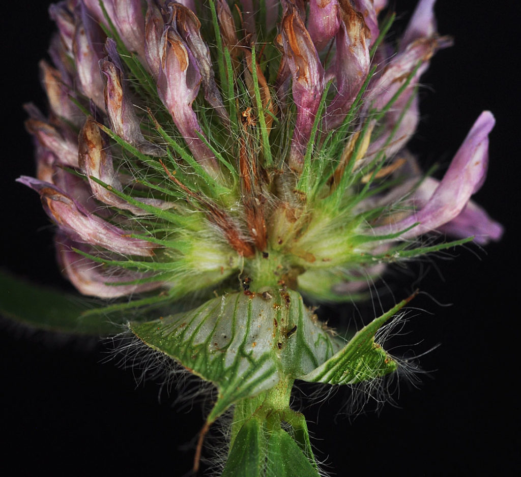 Flora of Eastern Washington Image: Trifolium pratense bottom view of flower