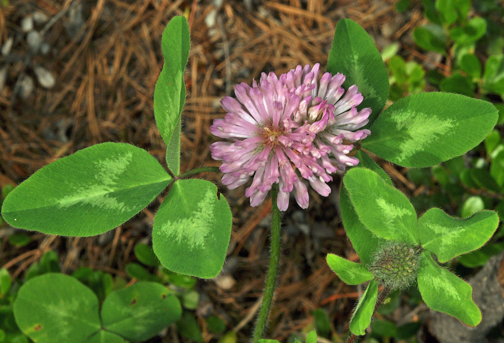Flora of Eastern Washington Image: Trifolium pratense topdown leaves and flowers