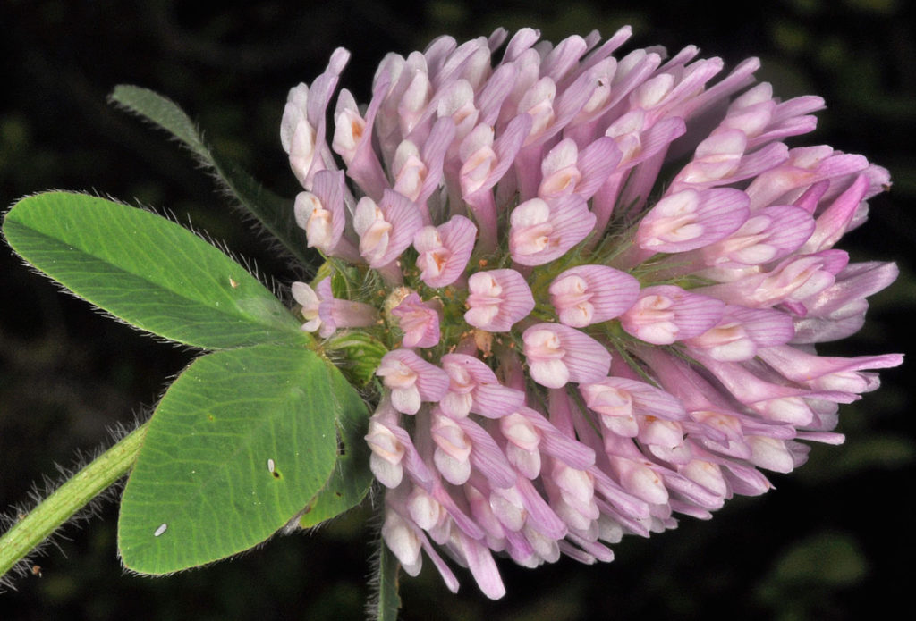 Flora of Eastern Washington Image: Trifolium pratense  flowerr on its side