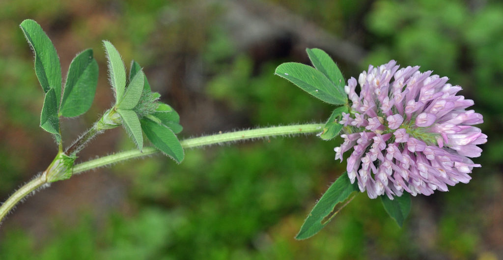 Flora of Eastern Washington Image: Trifolium pratense flower ron its side in nature
