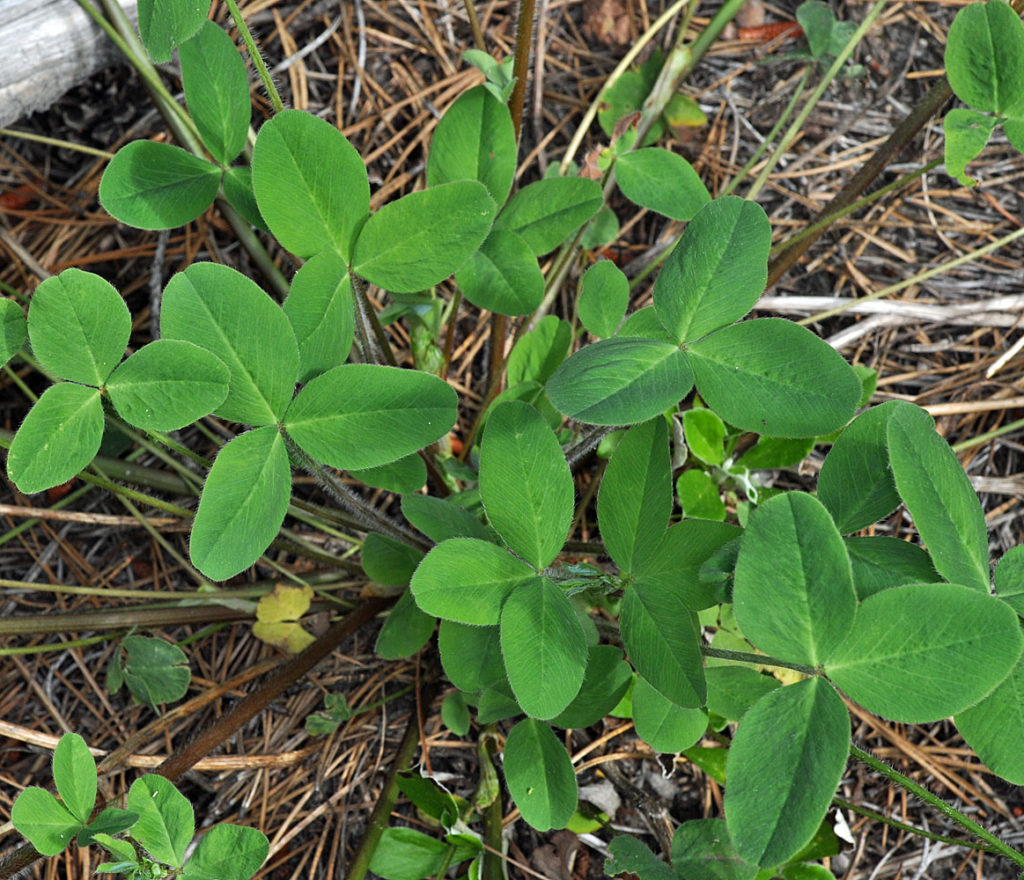 Flora of Eastern Washington Image: Trifolium pratense top down leaf view