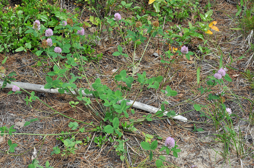 Flora of Eastern Washington Image: Trifolium pratense full plant in nature