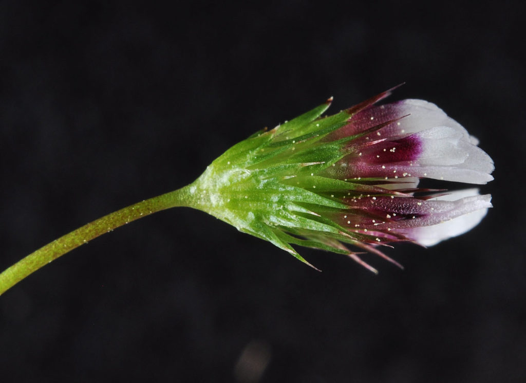 Flora of Eastern Washington Image: Trifolium variegatum side profile of flower