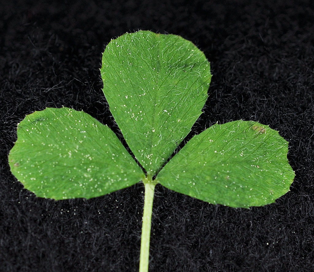 Flora of Eastern Washington Image: Trifolium variegatum three leaves