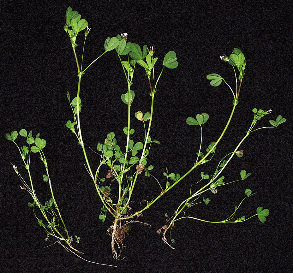 Flora of Eastern Washington Image: Trifolium variegatum full plant