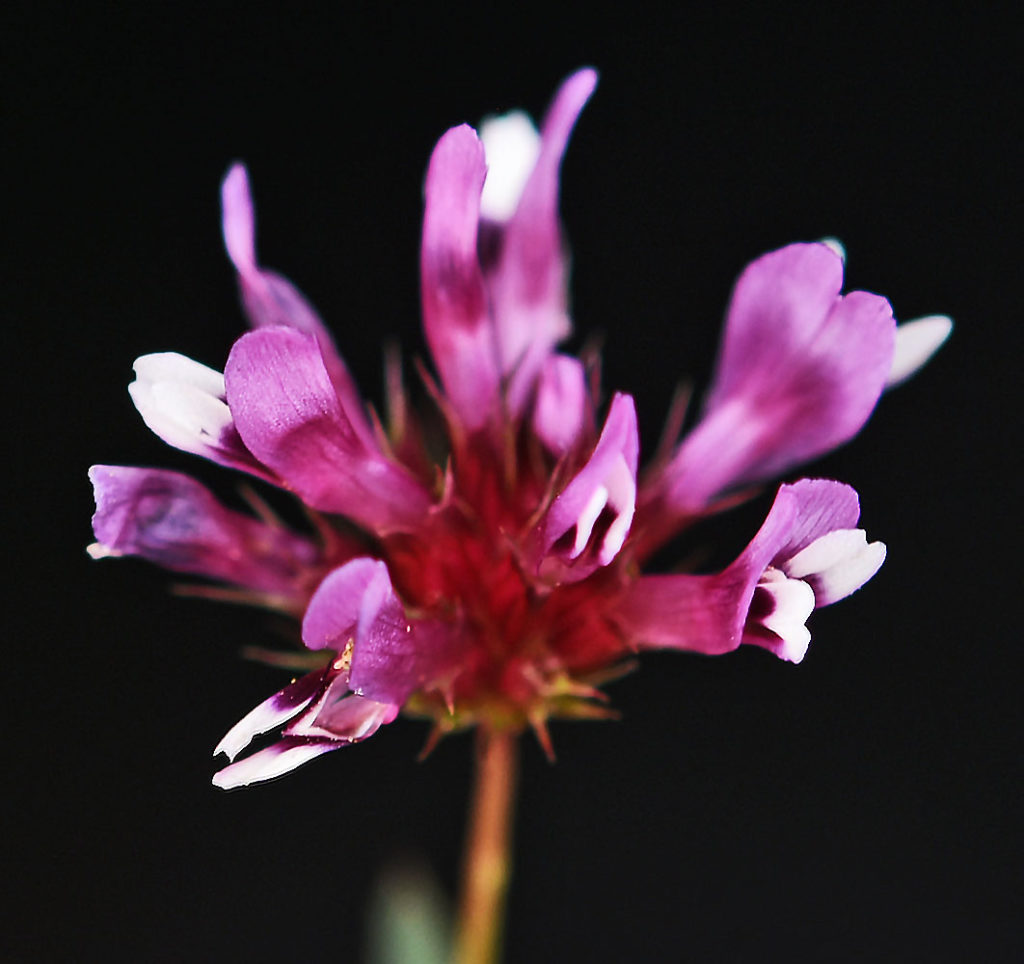 Flora of Eastern Washington Image: Trifolium willdenovii flower top view