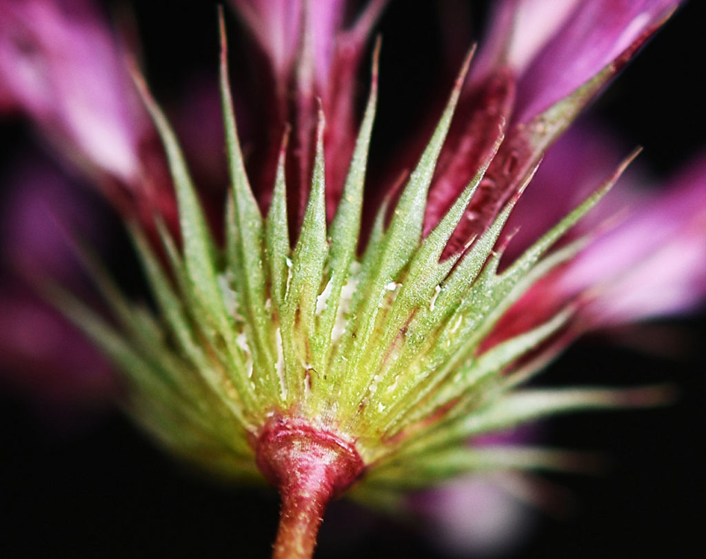 Flora of Eastern Washington Image: Trifolium willdenovii plant underside only