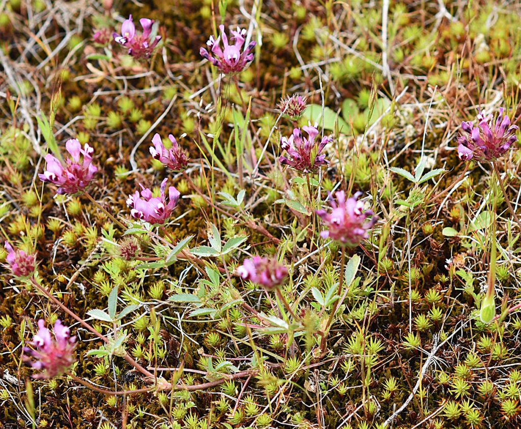 Flora of Eastern Washington Image: Trifolium willdenovii in nature zoomed in