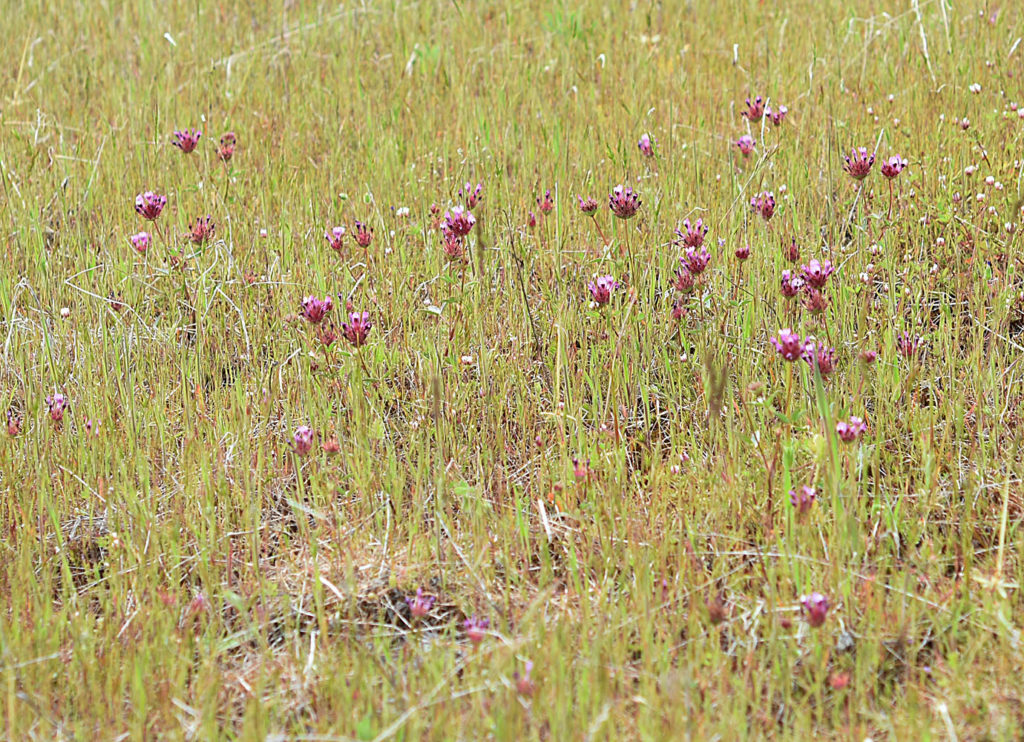 Flora of Eastern Washington Image: Trifolium willdenovii in nature