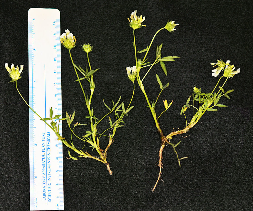 Flora of Eastern Washington Image: Trifolium willdenovii full plant measured
