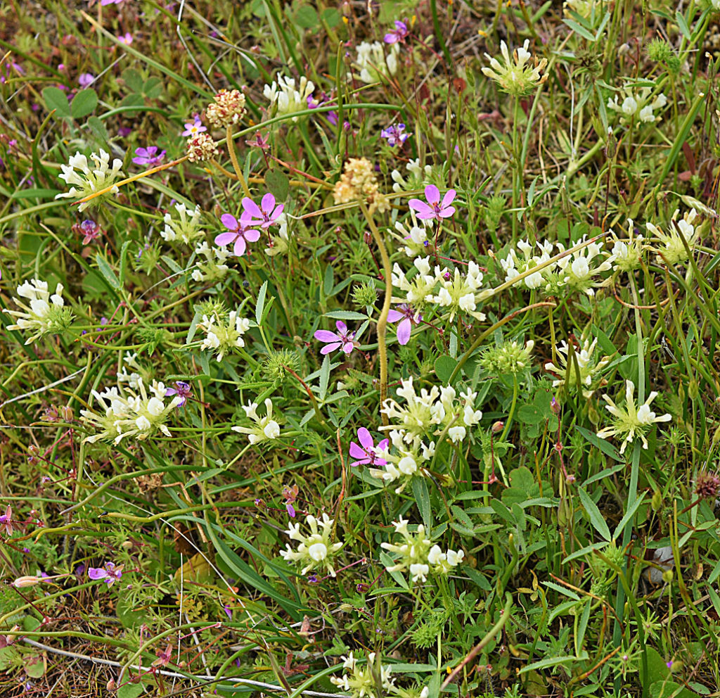 Flora of Eastern Washington Image: Trifolium willdenovii in nature zoomed on top