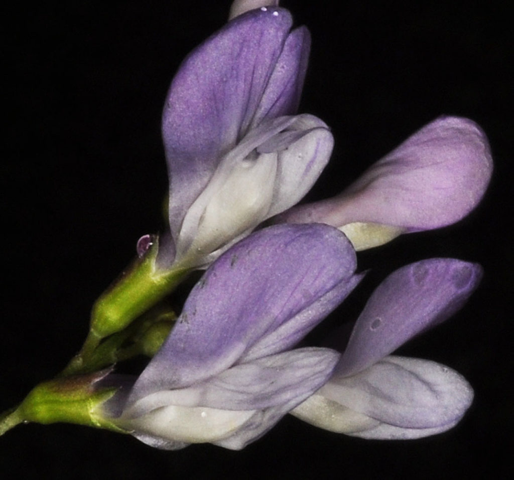 Flora of Eastern Washington Image: Vicia americana many flowers