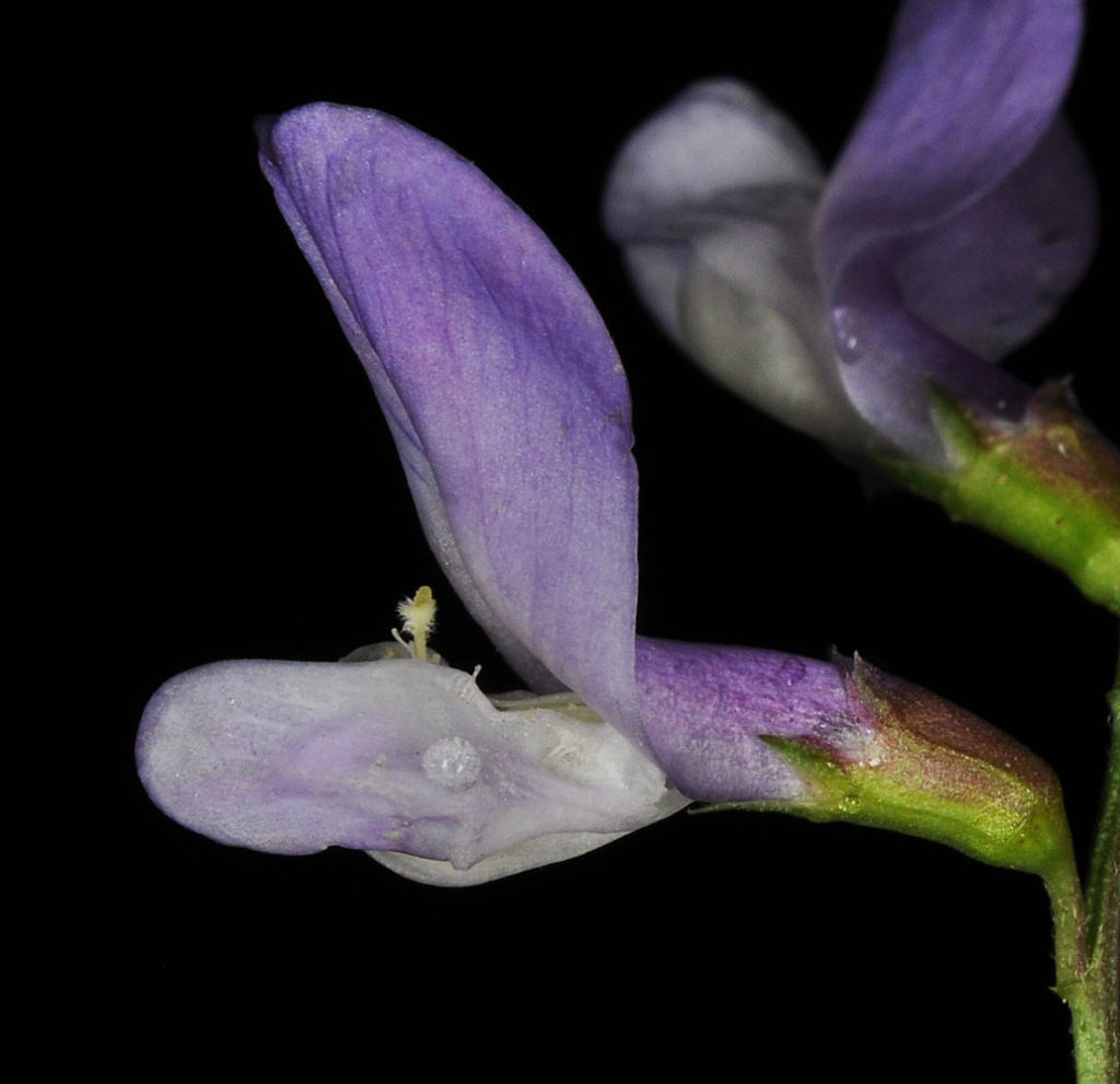 Flora of Eastern Washington Image: Vicia americana flower and bulb