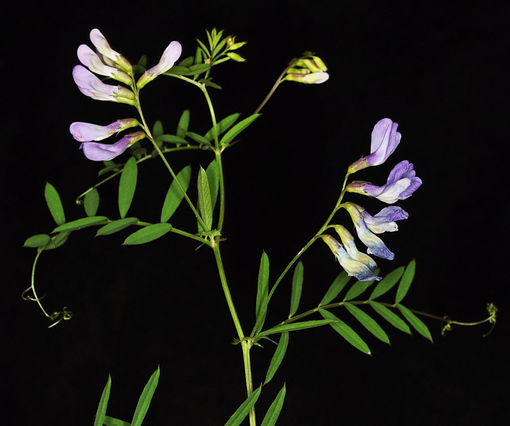 Flora of Eastern Washington Image: Vicia americana leaves and flowers