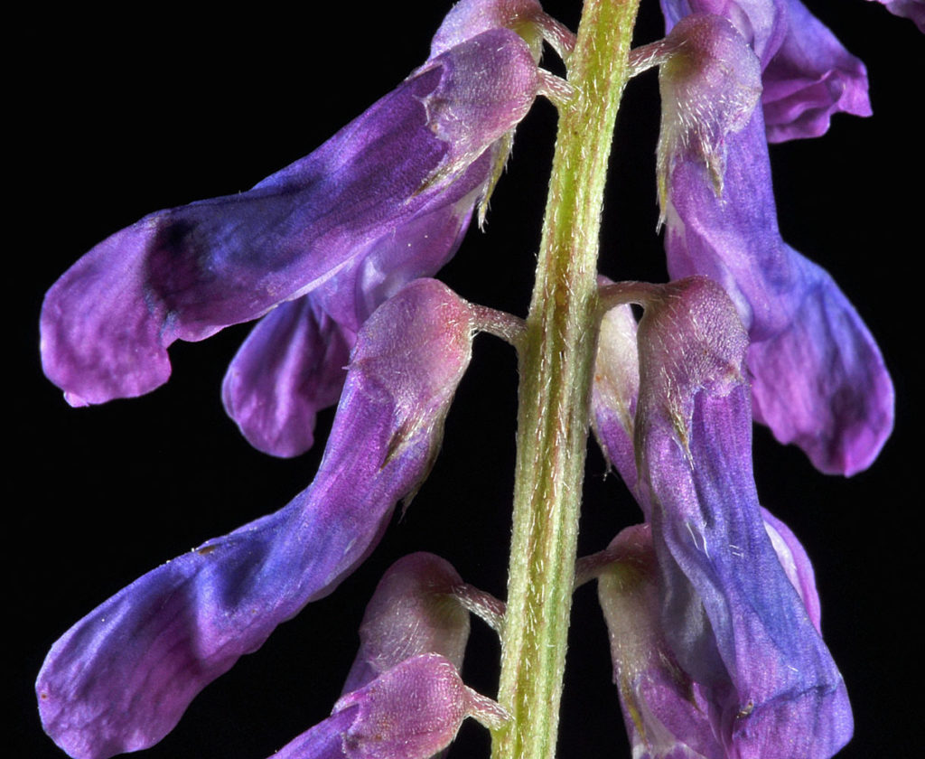 Flora of Eastern Washington Image: Vicia cracca stem and flowers zoomed