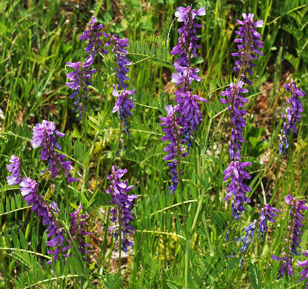Flora of Eastern Washington Image: Vicia cracca full plant looking at flowers