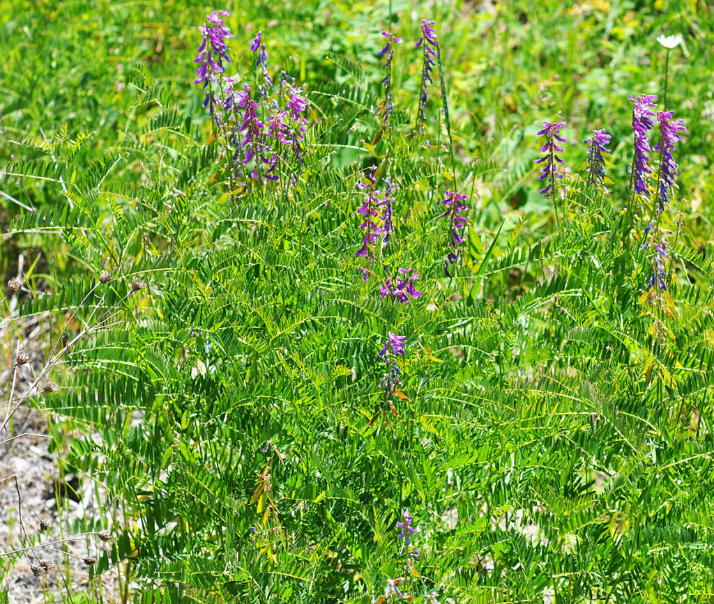 Flora of Eastern Washington Image: Vicia cracca full plant brighter