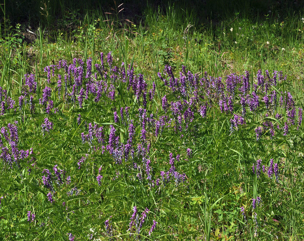 Flora of Eastern Washington Image: Vicia cracca full plant in nature