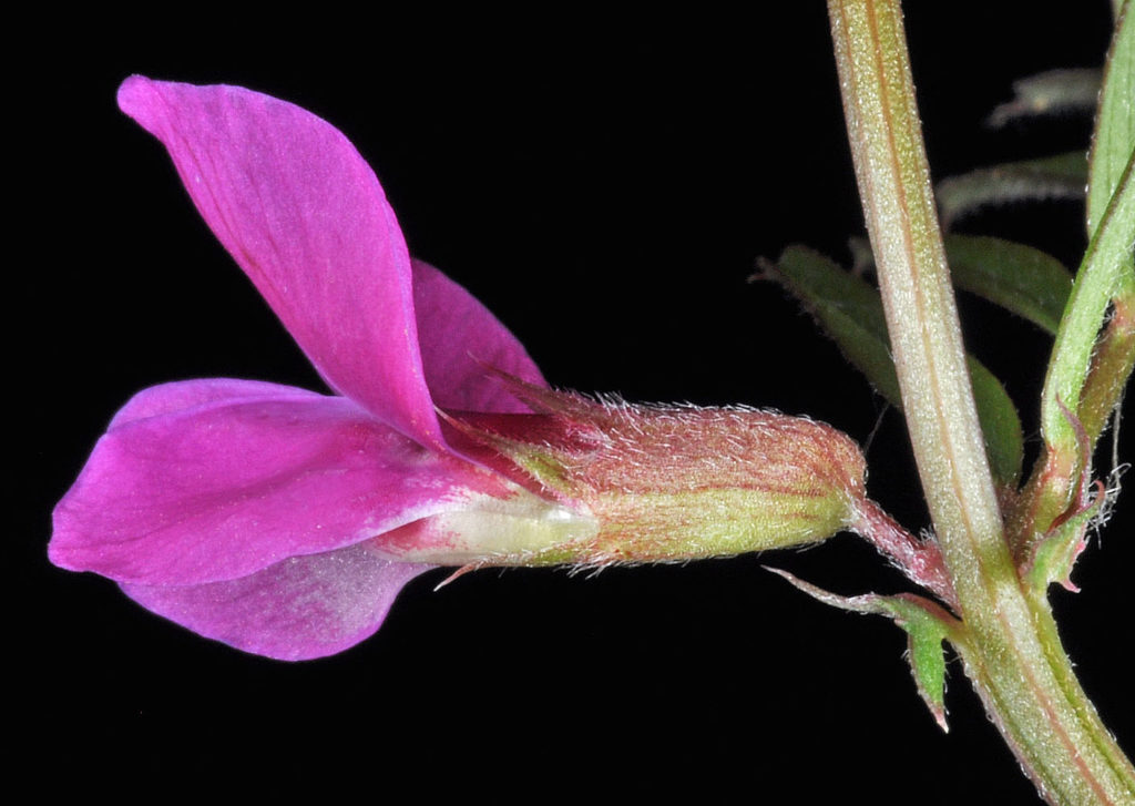 Flora of Eastern Washington Image: Vicia sativa side profile of one flower