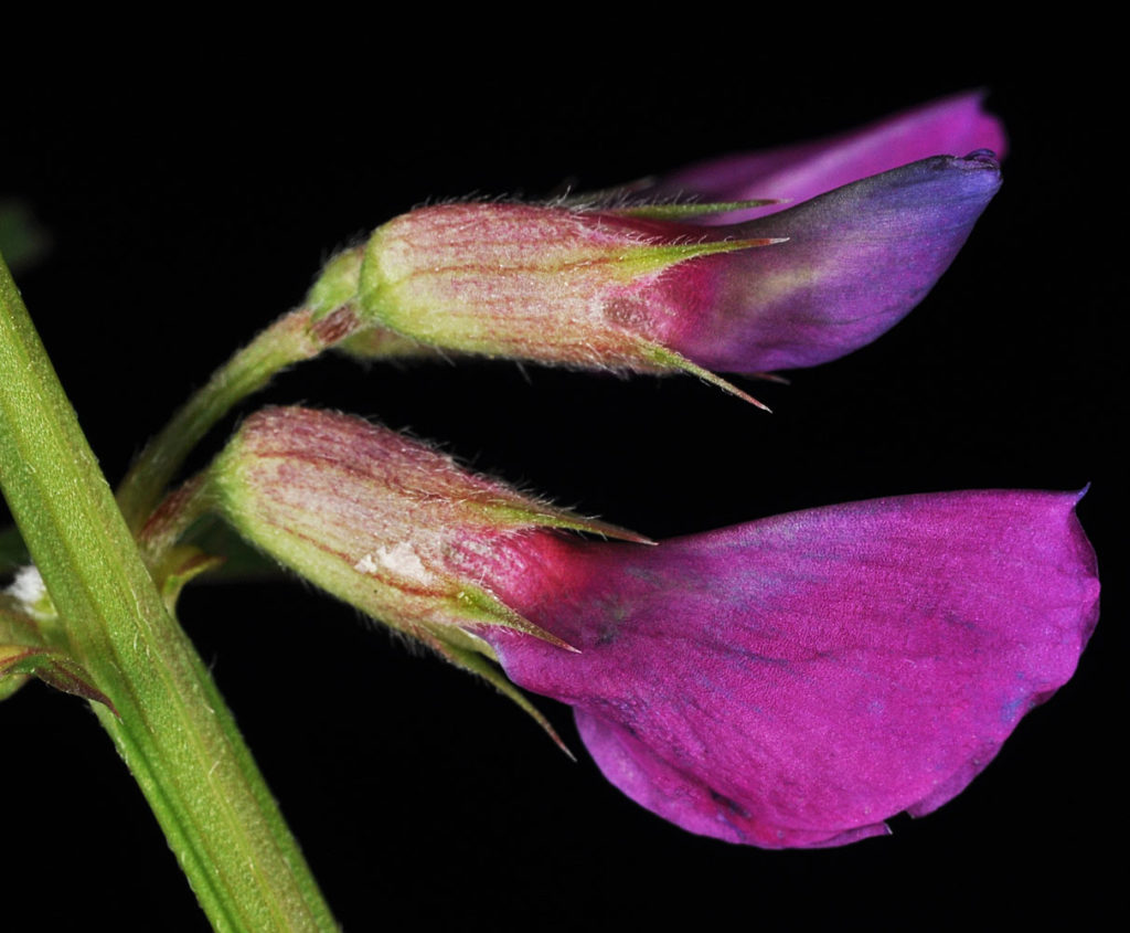 Flora of Eastern Washington Image: Vicia sativa flower and bulb