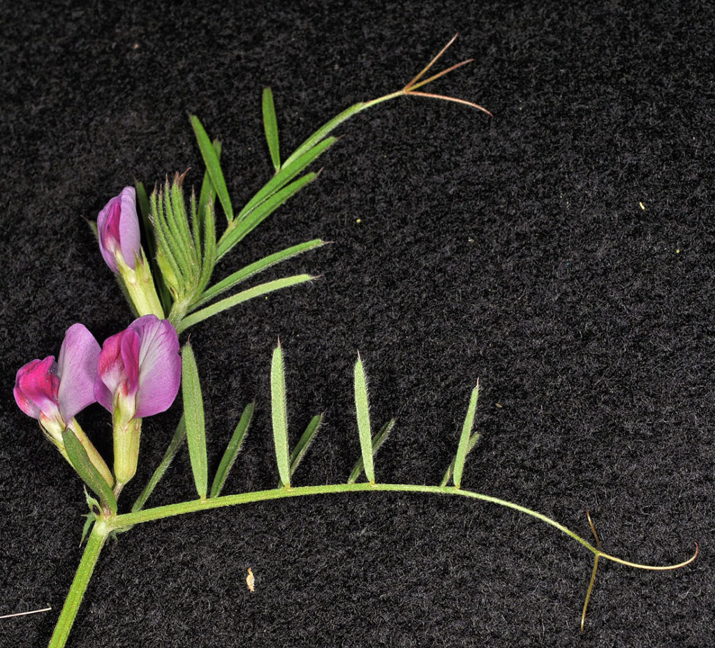 Flora of Eastern Washington Image: Vicia sativastems with leaves in lab