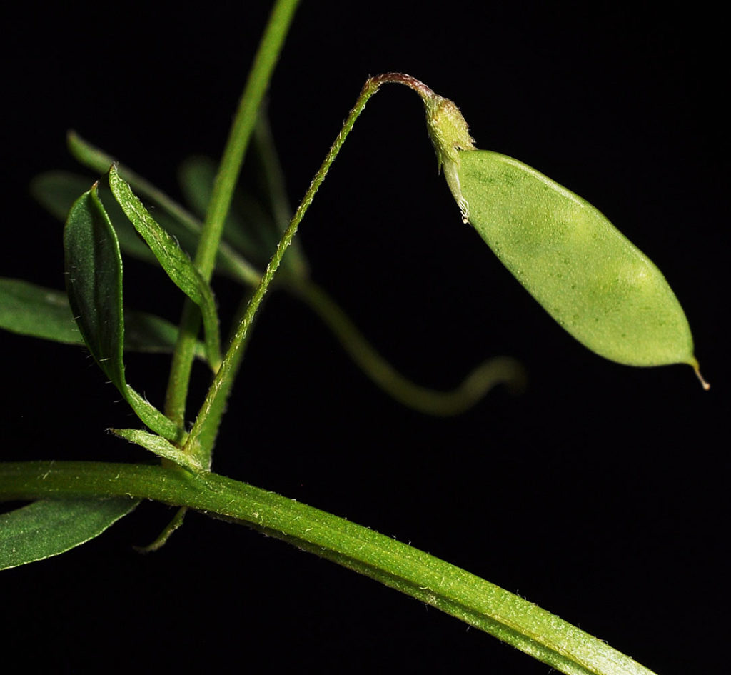 Flora of Eastern Washington Image: Vicia tetrasperma stem connected to leaf