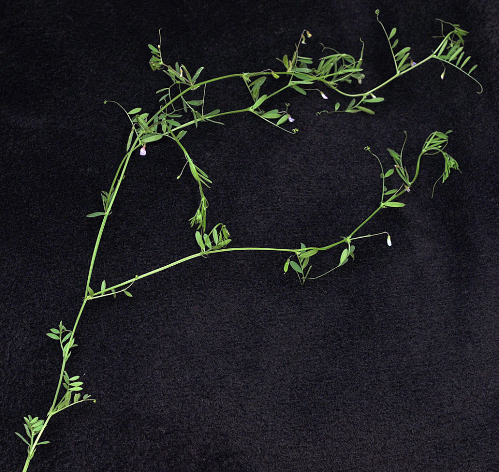 Flora of Eastern Washington Image: Vicia tetrasperma 1 that splits in a lab