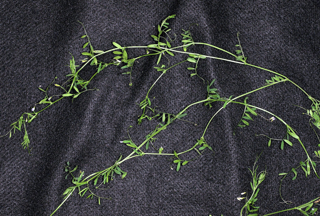 Flora of Eastern Washington Image: Vicia tetrasperma 2 in a lab