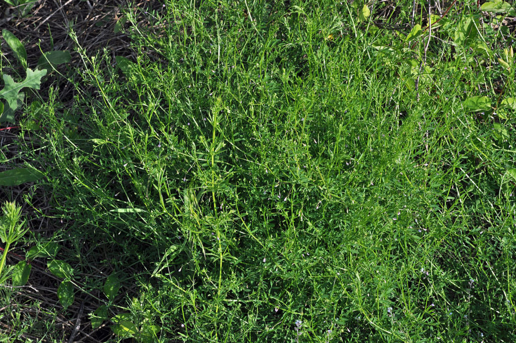 Flora of Eastern Washington Image: Vicia tetrasperma plant in nature