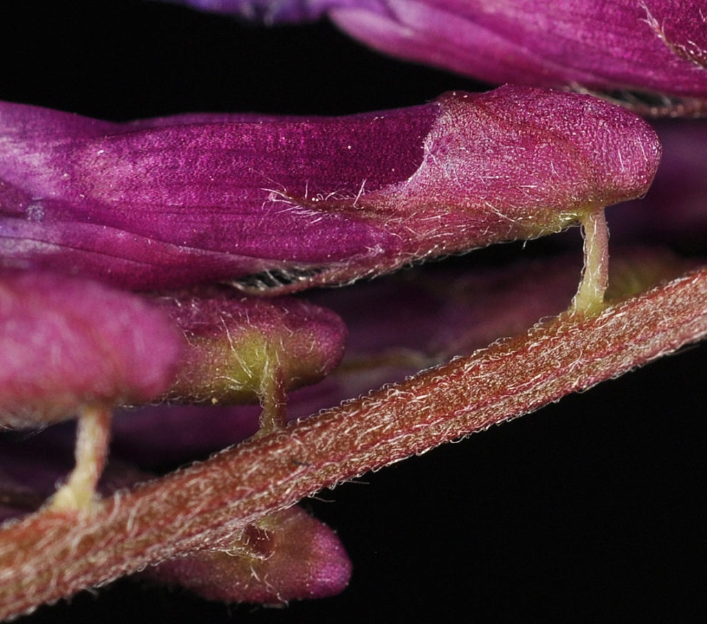 Flora of Eastern Washington Image: Vicia villosa zoomed in flower and stem
