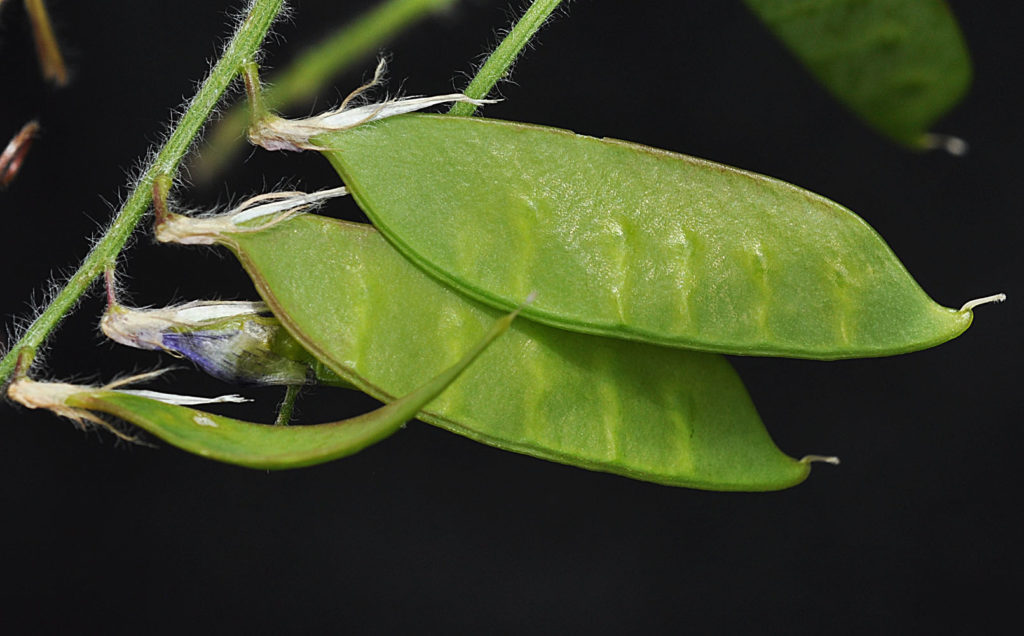 Flora of Eastern Washington Image: Vicia villosa pods