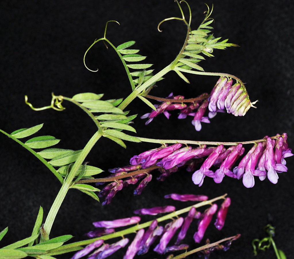 Flora of Eastern Washington Image: Vicia villosa flower stem and leaves