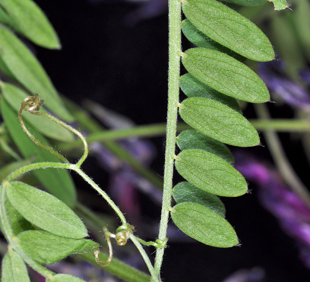 Flora of Eastern Washington Image: Vicia villosa leaves and stem