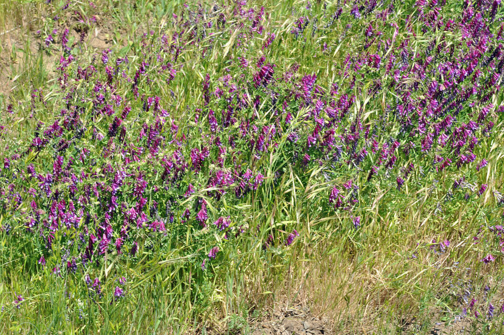 Flora of Eastern Washington Image: Vicia villosa full plant in nature