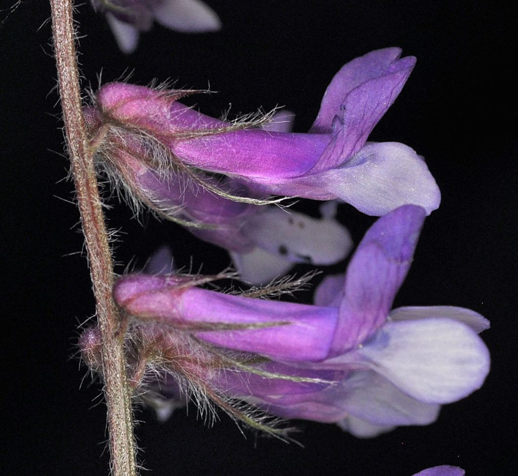 Flora of Eastern Washington Image: Vicia villosa stem and flowers