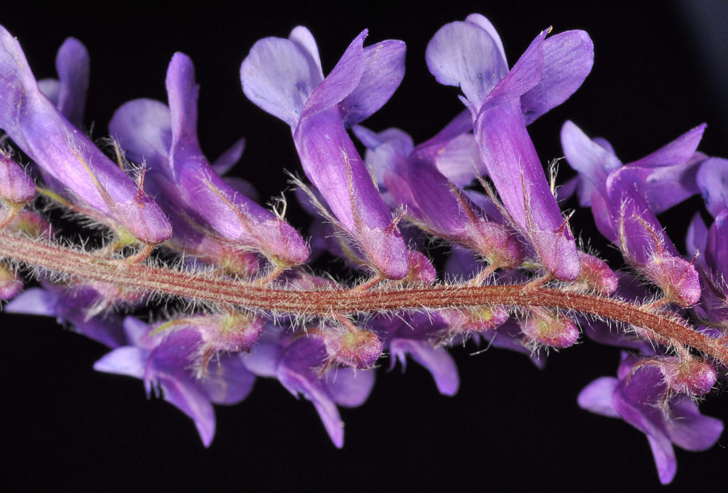 Flora of Eastern Washington Image: Vicia villosa single flower