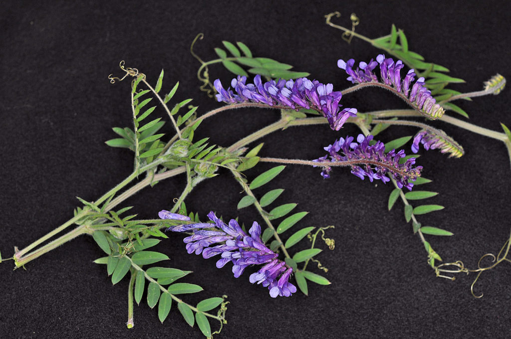 Flora of Eastern Washington Image: Vicia villosa flowering in a lab