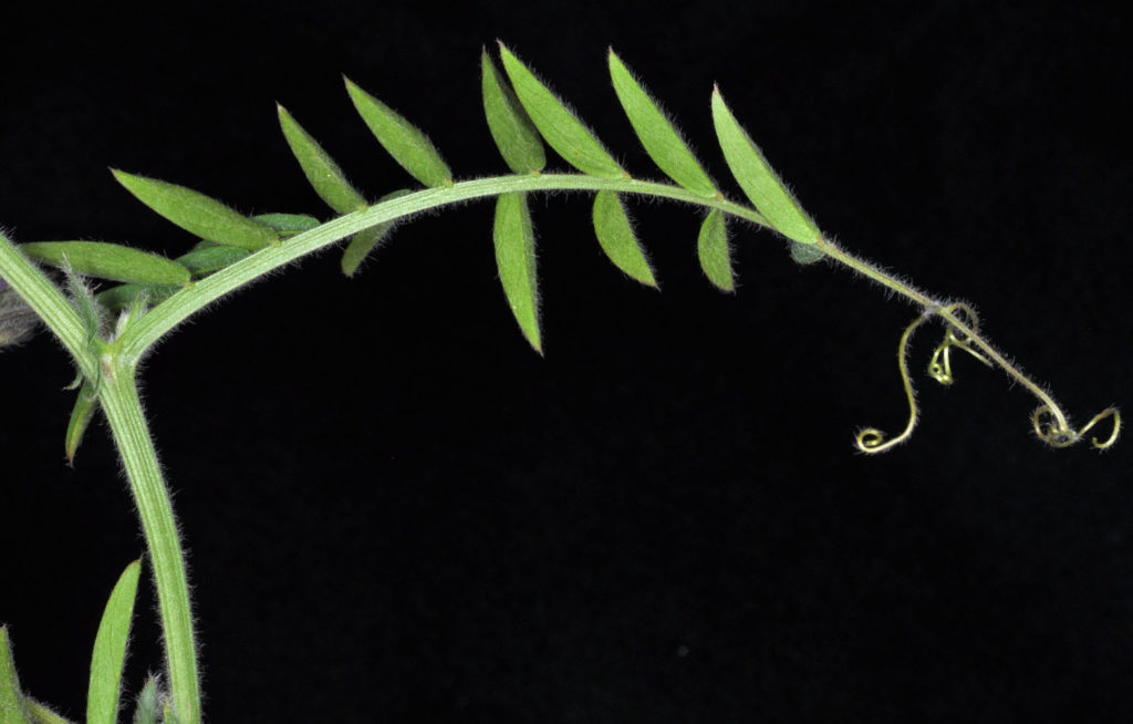Flora of Eastern Washington Image: Vicia villosa small leaves in a lab