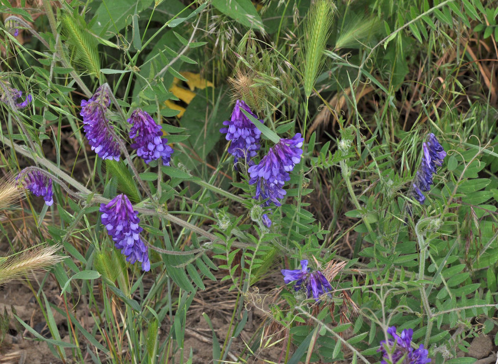 Flora of Eastern Washington Image: Vicia villosa plant in nature