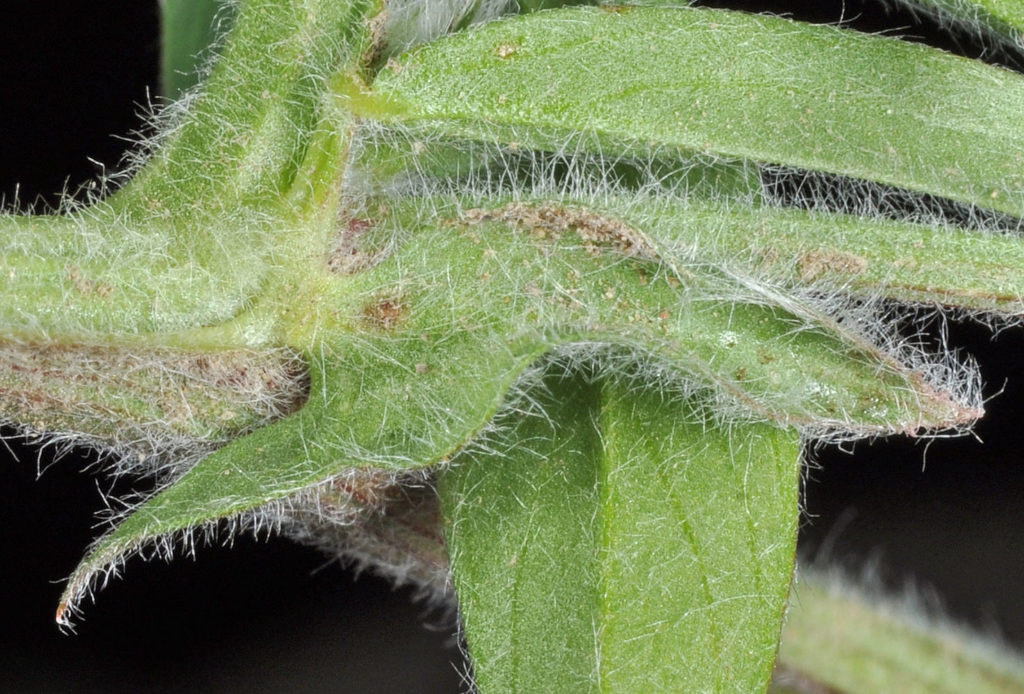 Flora of Eastern Washington Image: Vicia villosa zoom in on fuzzy