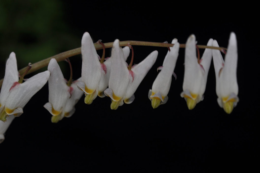 Flora of Eastern Washington Image: Juncus tenuis 20