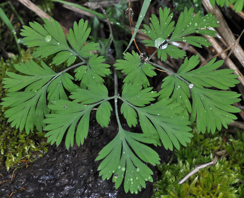 Flora of Eastern Washington Image: Juncus tenuis 16