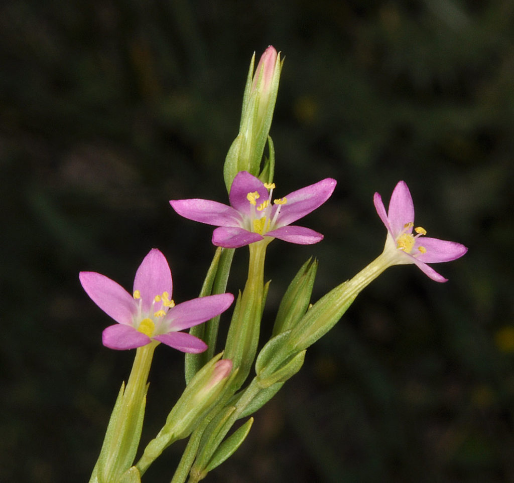 Flora of Eastern Washington Image: Zeltnera muehlenbergii zoomed in nature